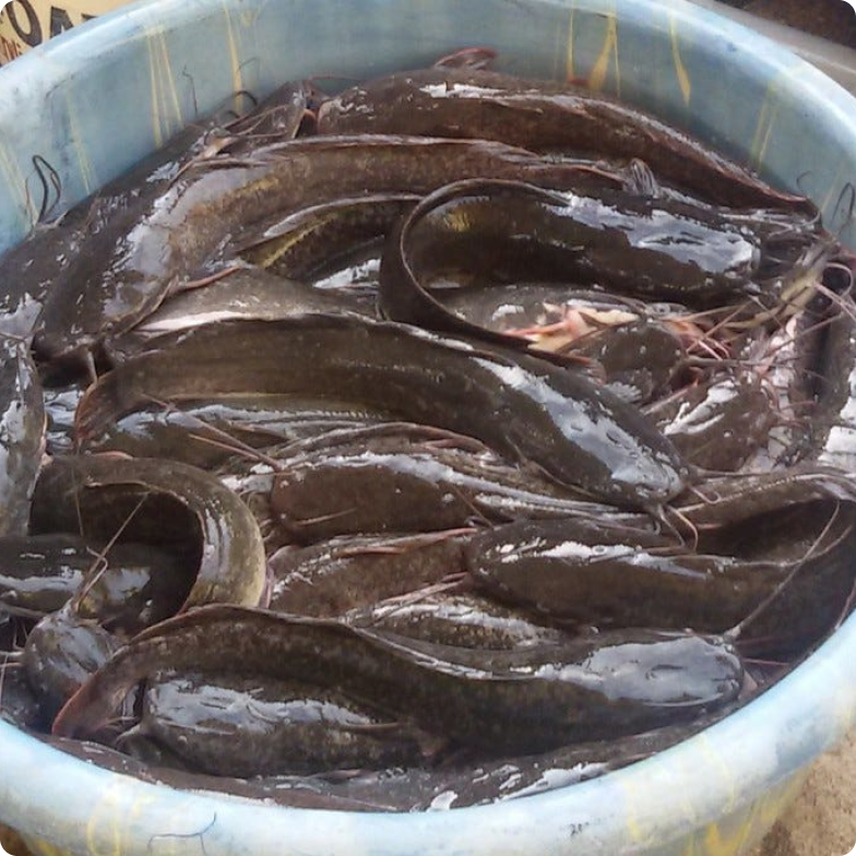 Catfish