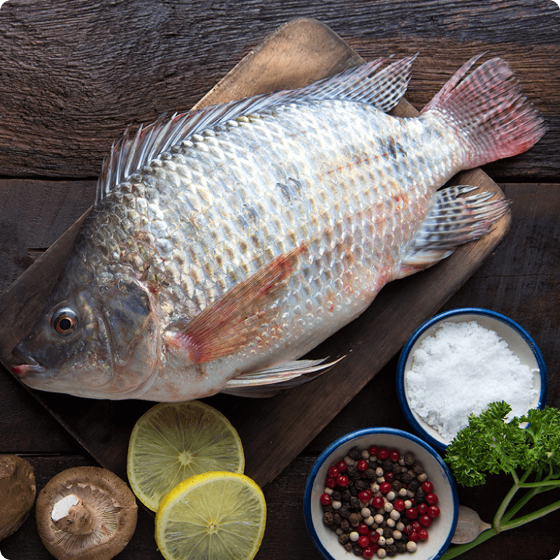 Tilapia